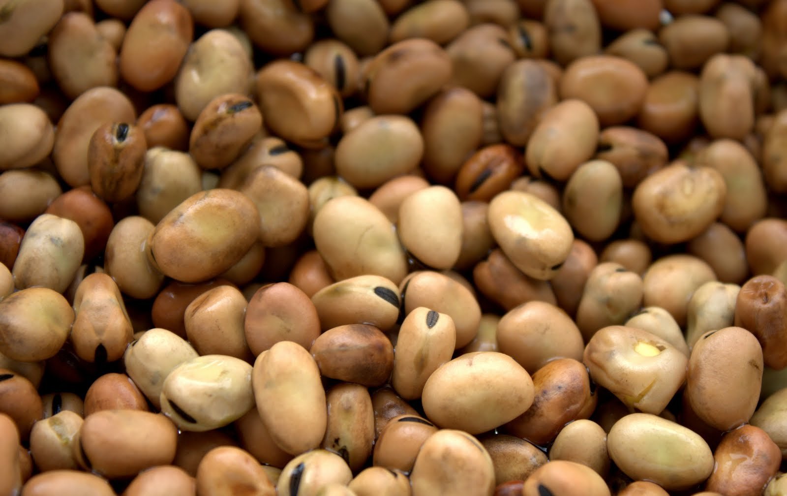 فول بلدي  250 جرام