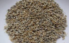 بذور بقدونس 100 جرام