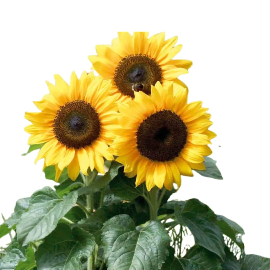 فازه دوار الشمس