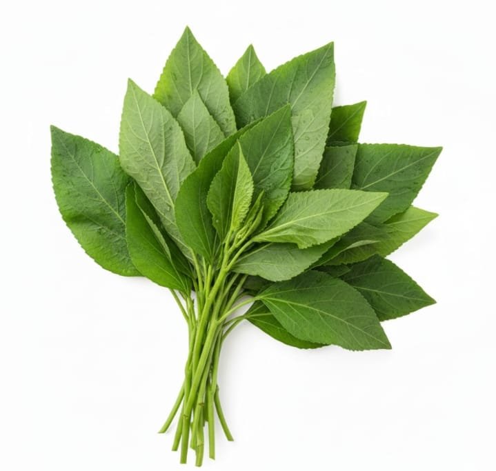 ملوخيه جوهرة مدينة نصر