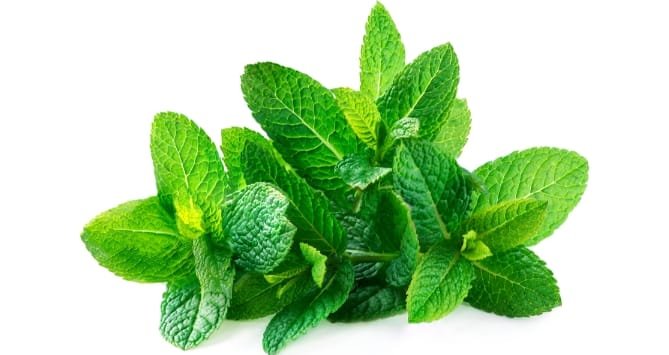 نعناع جوهرة مدينة نصر