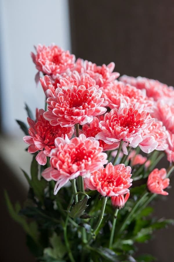 فازة كريز 10عود